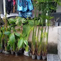 نخل مرداب و گل اختر زرد (گل یسر) کوچصفهان|گل و گیاه طبیعی|رشت, جانبازان|دیوار