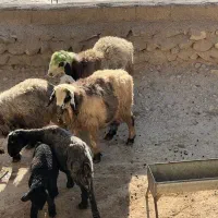 ۵ تا میش ۴ تا بره