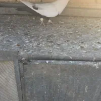 دم سیاه نر درجه یک|پرنده|مرودشت, ابوذر شمالی‎|دیوار