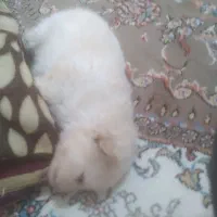 توله سگ پامرین خرسی|سگ|کرمانشاه, |دیوار