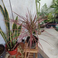 انواع گلهای طبیعی،گلخانه ای واپارتمانی|خدمات باغبانی و درختکاری|داراب, |دیوار