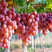 اجاره باغ و زمین کشاورزی