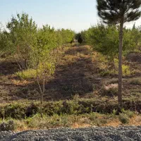 باغ بادام ۵ ساله با مجوز گلخانه|فروش زمین و ملک کلنگی|تهران, نازیآباد|دیوار