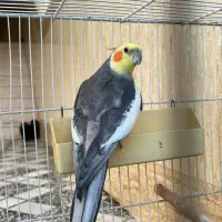 جفت طوطی عروس مولد ب شرط