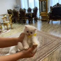 واگذاری پرشین لانگ هیر