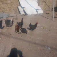 مرغ خروس|حیوانات مزرعه|تربتحیدریه, بالا ولایت|دیوار