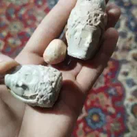 گوهر شب نما