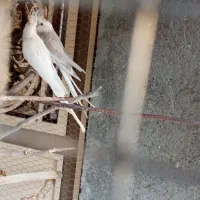 جفت آلبینو مولد|پرنده|ارد, |دیوار