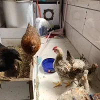 جوجه رسمی نژاددار