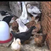 جوجه چهل وپنج روزه|حیوانات مزرعه|بهبهان, |دیوار