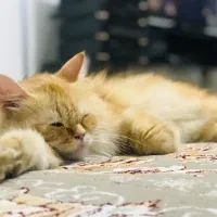 * گمشده*گربه ی پرشین نارنجی *گمشده*