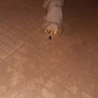 سگ پا کوتاه جفت