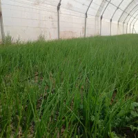 نشاع پیاز  فروشی