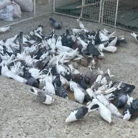 کفتر یک جایی پرشی|پرنده|مهریز, |دیوار