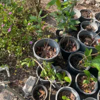 انواع نهال بومی|گل و گیاه طبیعی|بندرعباس, |دیوار