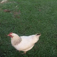 مرغ اردک  اسراعلی