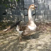 قوغاز میکس شده با فارماگور نر