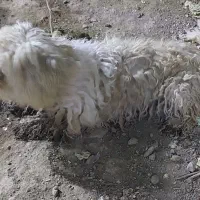 سگ پاکوتا شیتزو