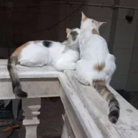 واگذاری گربه