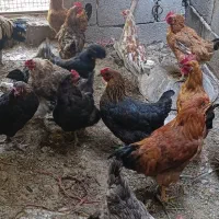 مرغ و خروس جوان|حیوانات مزرعه|پیر بکران, |دیوار