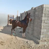 دو راس  اسب دره شوری