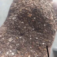 خوراک مخصوص شتر مرغ و خوراک دام
