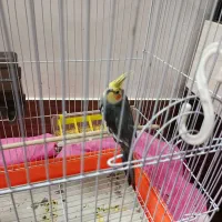 عروس هلندی نر ۷ ماهه