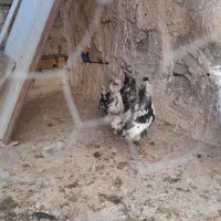 جوجه مرغ گلین اصل|حیوانات مزرعه|رفسنجان, |دیوار