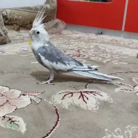 عروس هلندی|پرنده|ملایر, |دیوار