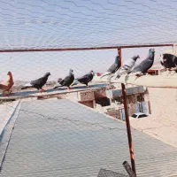 34کفتر سوراخ|پرنده|کرمان, |دیوار