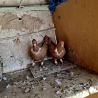 کلاغ نواری پرتغالی