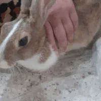 خرگوش ماده|موش و خرگوش|شیراز, ریاستی|دیوار