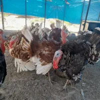 بوقلمون برنز