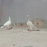 کفتر