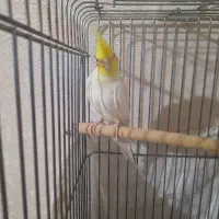 عروس هلندی نر
