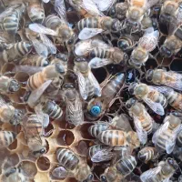 پیش ،فروش ملکه کارنیکا کلاس B