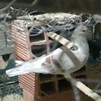 کفتر ملکی جفتشون باهم 600تمن|پرنده|کهنوج, |دیوار