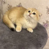گربه اسکاتیش گلدny11 اصیل