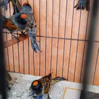 سهره گلبسر۱۰عدد|پرنده|مشهد, پنجتن|دیوار