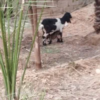 گوسفند وبز|حیوانات مزرعه|چمران, |دیوار