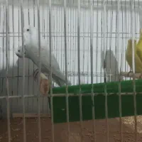 مرغ عشق