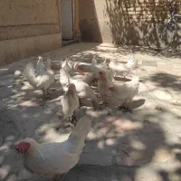 مرغ سفید تخم گذار|حیوانات مزرعه|مشهد, کلاته برفی|دیوار