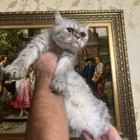 گربه برتیش و اسکاتیش ماده|گربه|تبریز, |دیوار