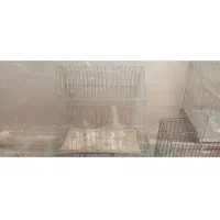 قفس پرنده|لوازم جانبی حیوانات|مهاجران, |دیوار