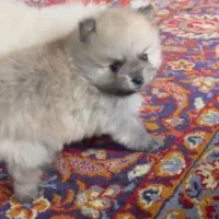 توله پامرانین