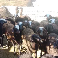 بره نروماده افشاری قزل|حیوانات مزرعه|گیان, |دیوار