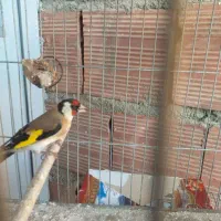 سقاماده اماده