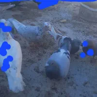 سبزماده دوتادیگه نرن