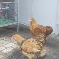 ویاندوت بوف|حیوانات مزرعه|مشهد, ویلاشهر|دیوار