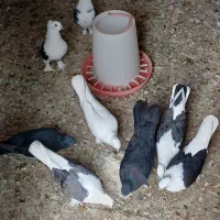 کبوتر پاپر بوشهر